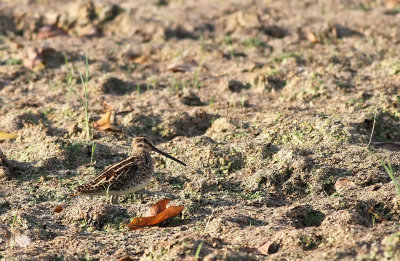 Pin-tailed Snipe (Gallinago stenura)