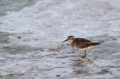 Long-toed Stint (Calidris subminuta)