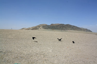 Mohave Desert 
