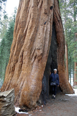 Sequoia Nat'l Park