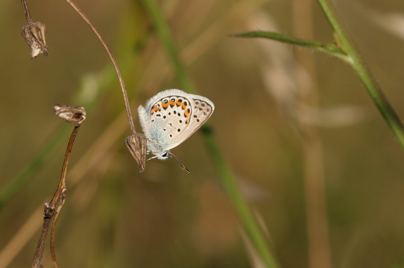 Kroonkruidblauwtje