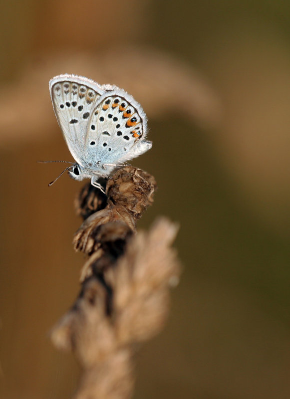 Kroonkruidblauwtje (Plebejus argyronomon)