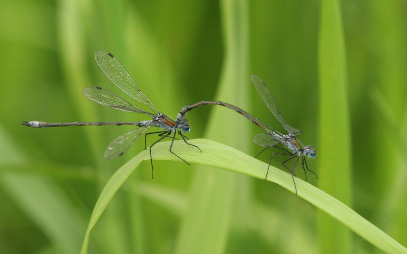 Gewone pantserjuffer  ( 2 x male)