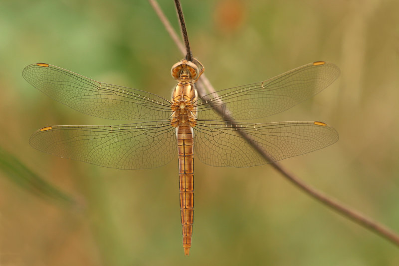 Zuidelijke oeverlibel (Orthetrum brunneum)
