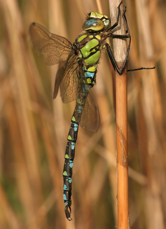 Blauwe Glazenmaker, Blue Hawker (m)