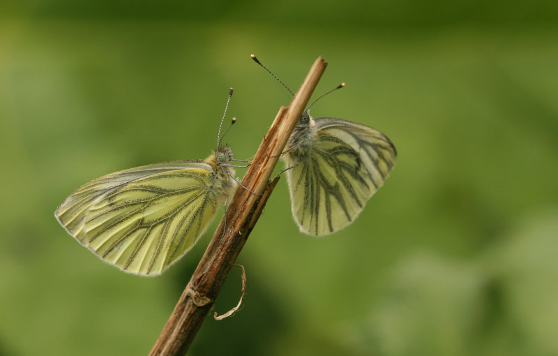 Klein geaderde witjes