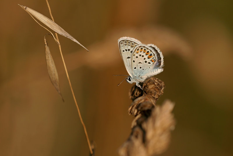 Kroonkruidblauwtje