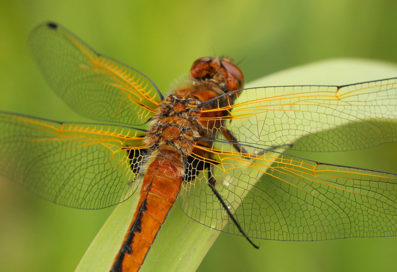 Bruine korenbout  ( Libellula fulva)