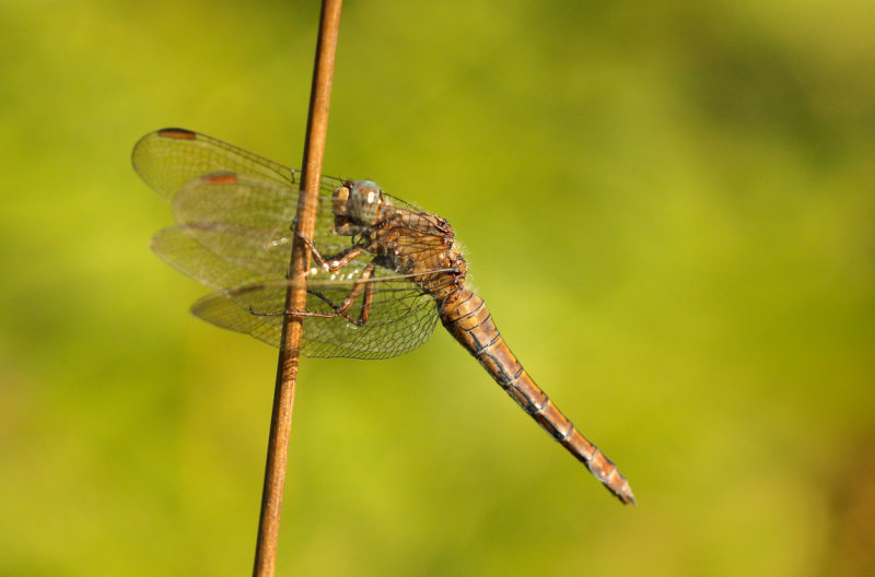 Beekoeverlibel ♀