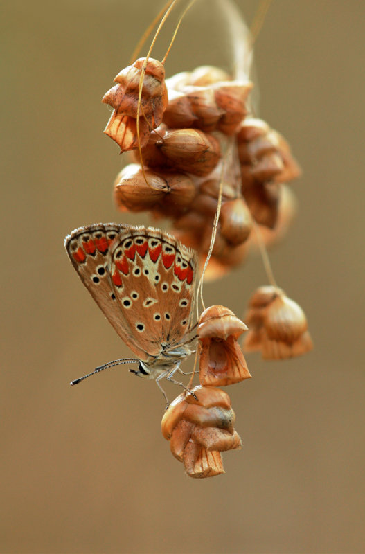 Bruin blauwtje( Aricia agestis)