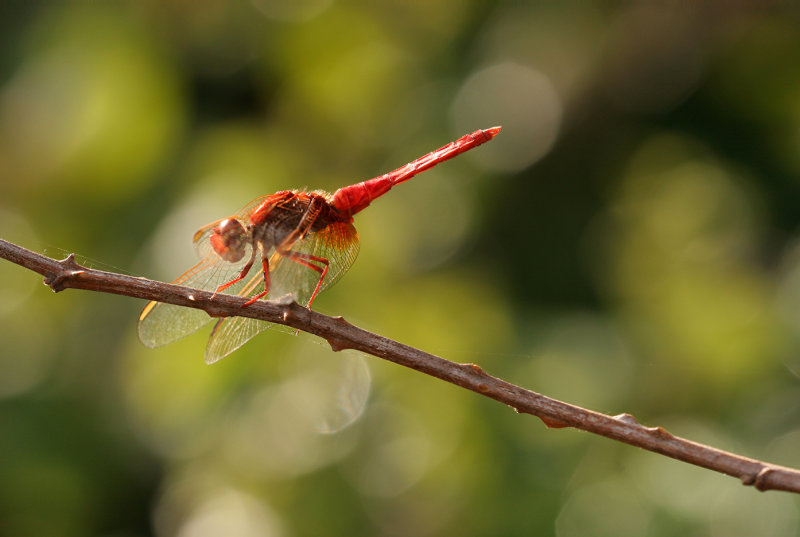 Vuurlibel (Crocothemis erythraea) ♂