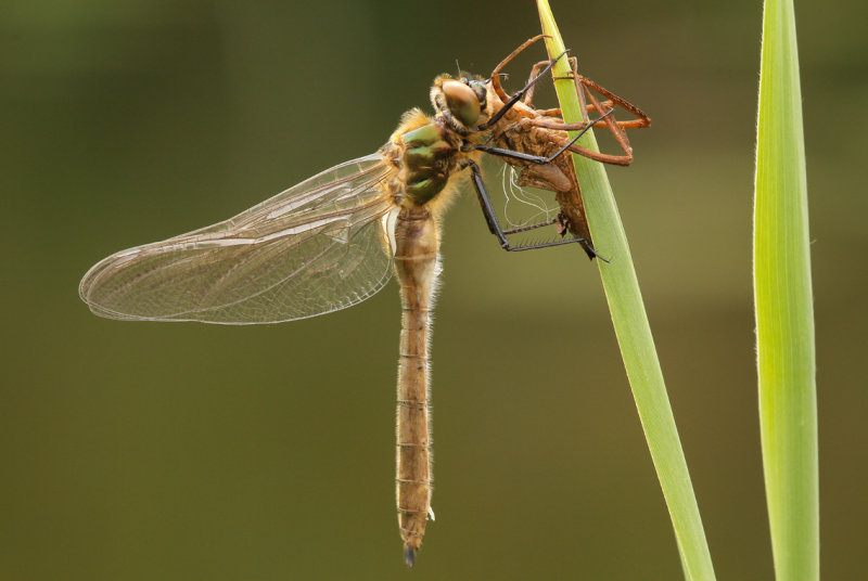 Smaragdlibel (Cordulia aenea)