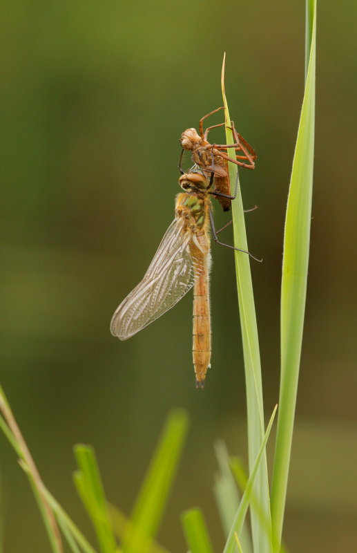Smaragdlibel - Cordulia aenea