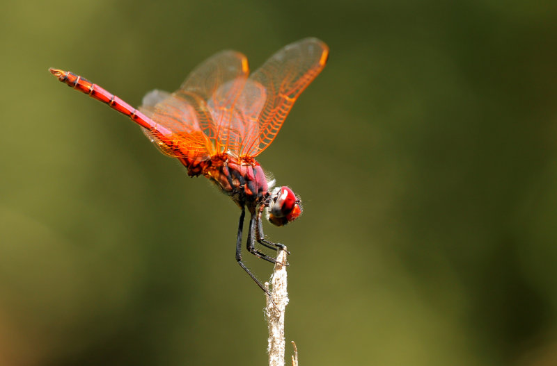 Purperlibel - Trithemis annulata