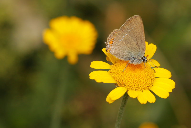 Kleine sleedoornpage - Satyrium acaciae