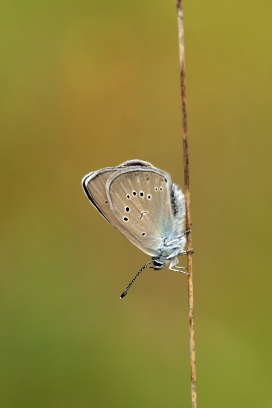 Klaverblauwtje (Cyaniris seminargus)