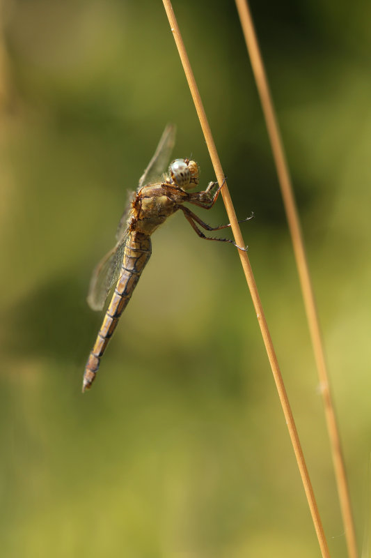 Beekoeverlibel ♀