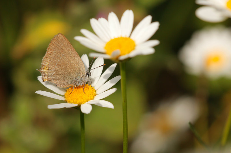 Kleine sleedoornpage - Satyrium acaciae