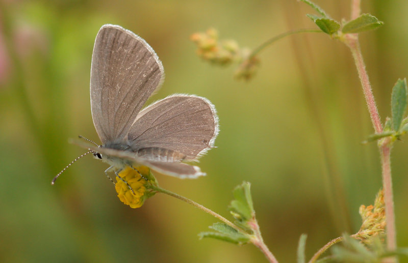 Zuidelijk staartblauwtje (Cupido alcetas)