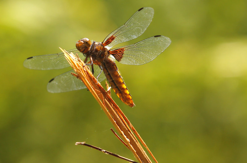 Platbuik - Libellula depressa ♀