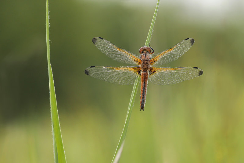 Bruine korenbout - Libellula fulva