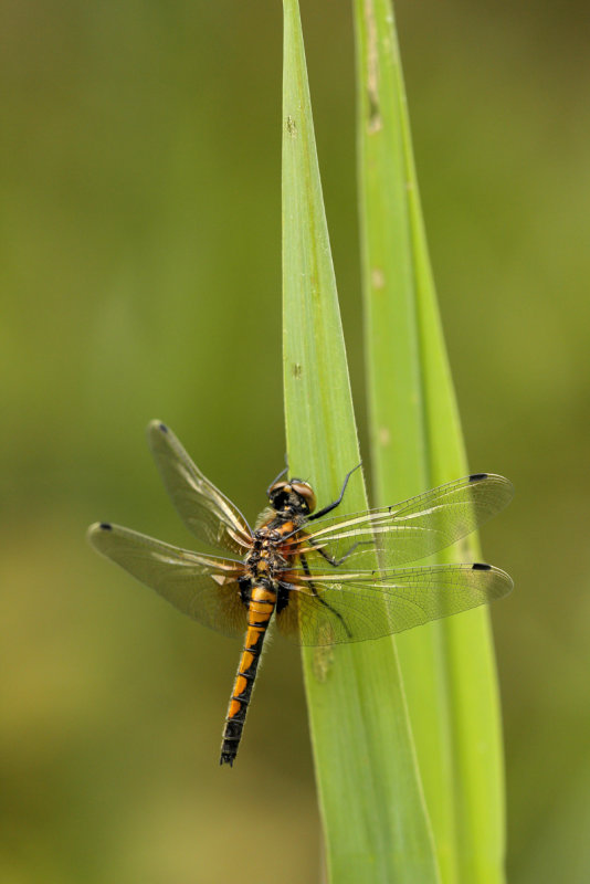 Gevlekte witsnuitlibel  - Leucorrhinia pectoralis ♀