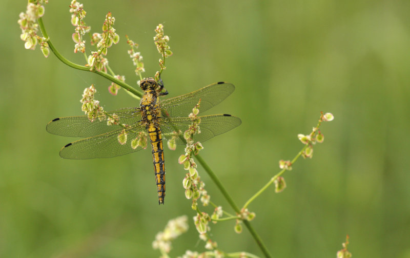 Gewone oeverlibel - Orthetrum cancellatum ♀