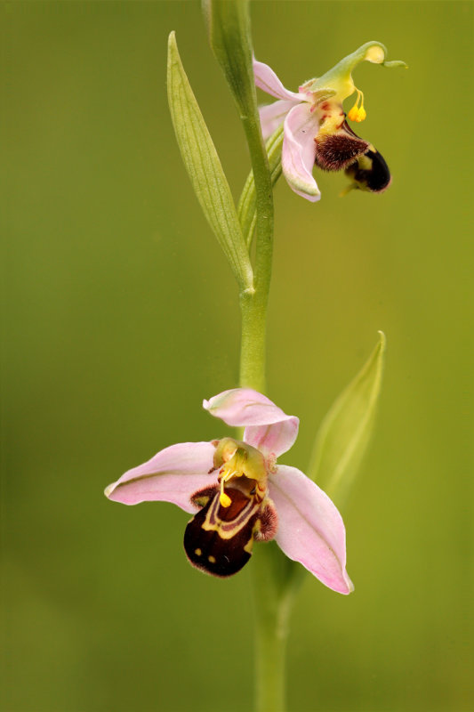 Bijenorchis - Ophris apifera