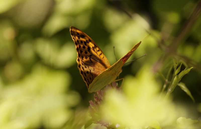 Kardinaalsmantel- Argynnis pandora