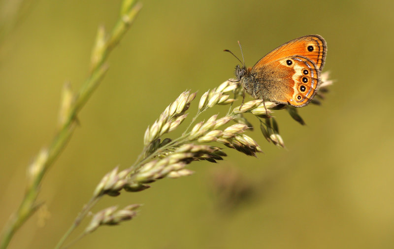 Elbahooibeestje - coenonympha elbana