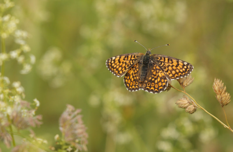 Veldparelmoervlinder -Melitaea cinxia