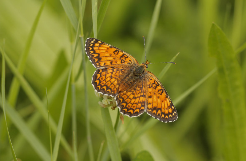 Knoopkruidparelmoervlinder -Melitaea phoebe ♀