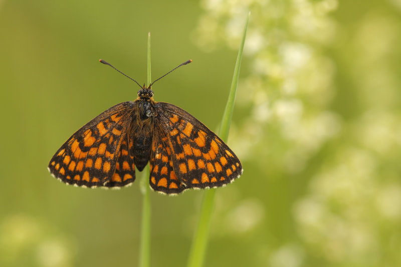 Bosparelmoervlinder - Melitaea athalia