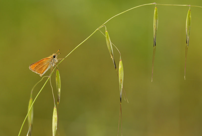 Zwartsprietdikkopje (Thymelicus lineolus)