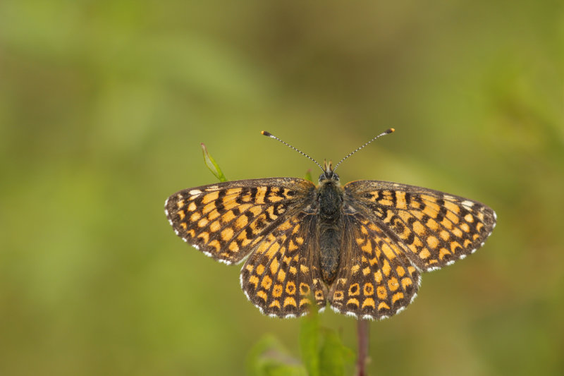 Veldparelmoervlinder -Melitaea cinxia