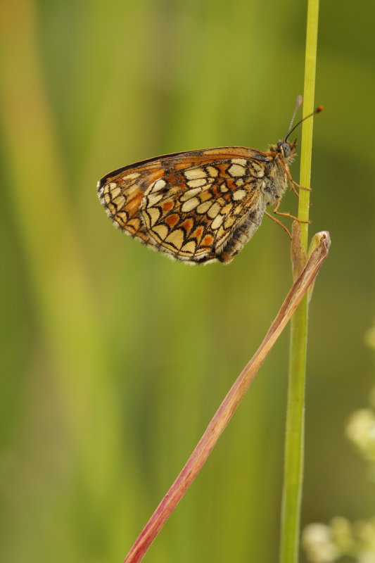 Bosparelmoervlinder - Melitaea athalia
