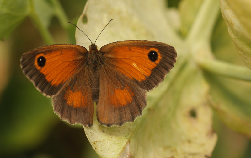 Oranje zandoogje  - Pyronia tithonus  ♀