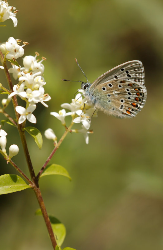 Adonisblauwtje (Lysandra bellargus)