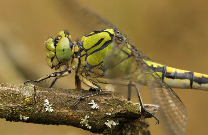 Gaffellibel - Ophiogomphus cecilia ♀