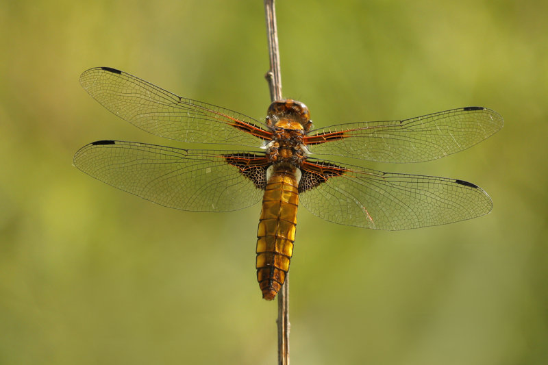 Platbuik - Libellula depressa ♀