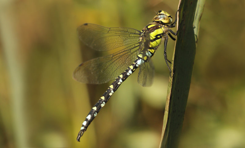 Blauwe Glazenmaker, Blue Hawker (♂)