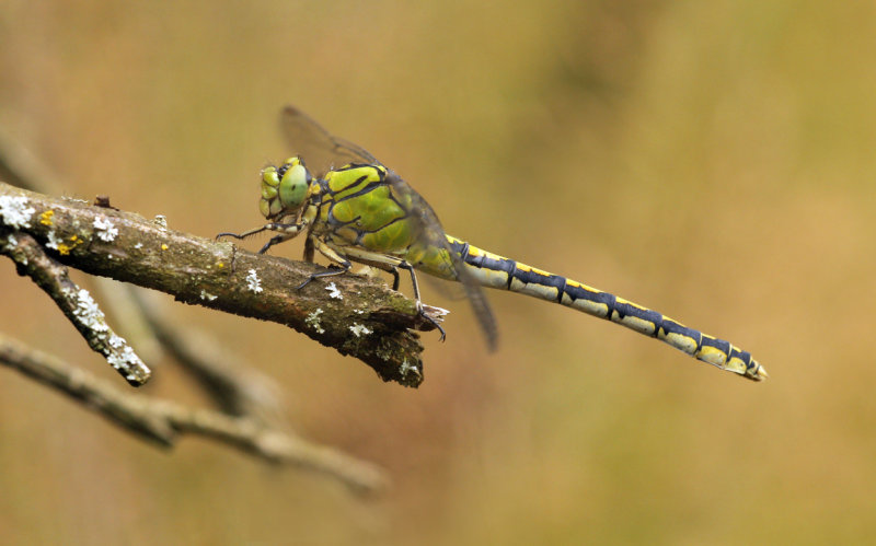 Gaffellibel - Ophiogomphus cecilia