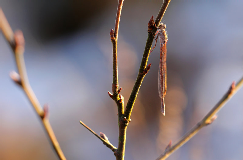 Noordse winterjuffer-Sympecma paedisca ♀