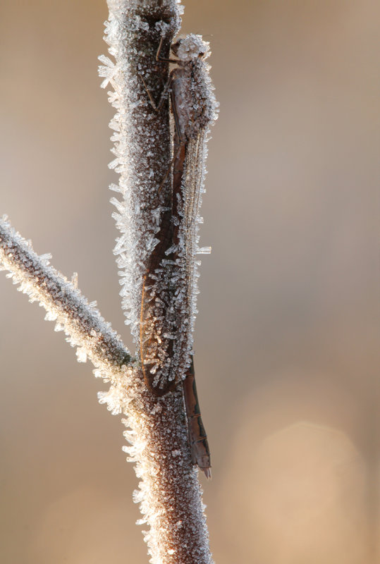 Noordse winterjuffer -Sympecma paedisca,   Siberian Winter damsel ♀