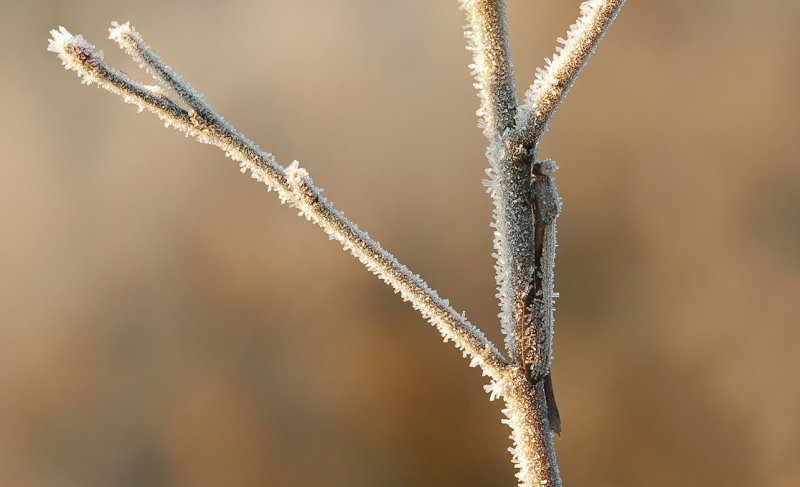 Noordse winterjuffer-Sympecma paedisca ♀