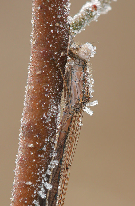Noordse winterjuffer -Sympecma paedisca,   Siberian Winter damsel ♀