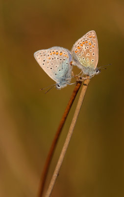 g9/70/1061370/3/157689991.ZmanpZFv.jpg