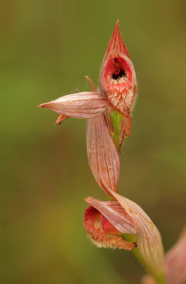 Lange tongorchis _  Serapias vomeracea