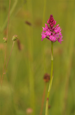 Hondskruid - Anacamptis pyramidalis 