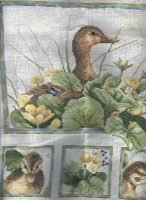 week 32 365xxx duck af.jpg